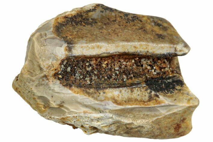 Fossil Dinosaur (Triceratops) Shed Tooth - Montana #320001